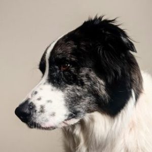 Praktijk examen | deelbetaling