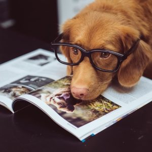 Theorieboek Hondentrimopleiding